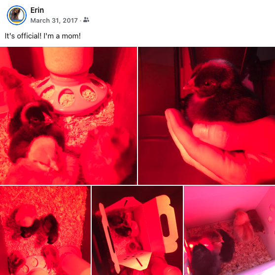 Flashback to Becoming a Chicken Mom – 8 years!